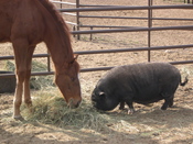 Destiny_and_charlotte