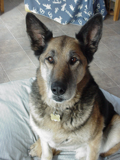 Pappy_closeup_indoors_3