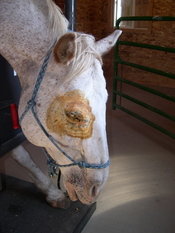 Shasta_eye_surgery_3