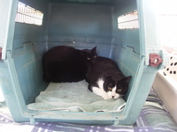 Bonnie_and_clyde