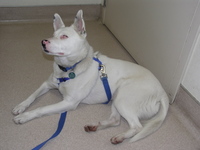 Spinner_in_exam_room