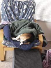 Widget_sleeping_with_back_end_out
