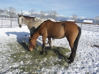 Madison_and_bridger_after_surgery_1