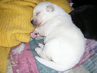 White_pup