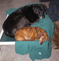 Callie_and_kenai_on_cot