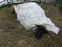 Molly_the_sheep_in_feeder