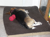 Widget_in_steves_office