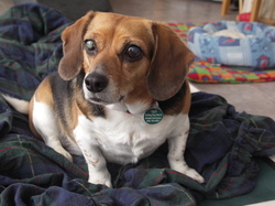 Widget_january_31_2006