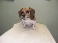 Widget_on_exam_table