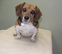 Widget_on_exam_table_2