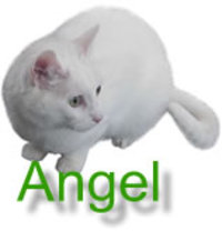 Angel_main