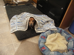 Bailey_wearing_towel