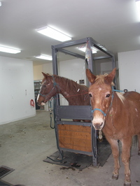 Chance_and_george_chemo_together