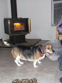 Widget_comes_home_from_hospital