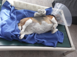 Widget_sleeping_with_cone