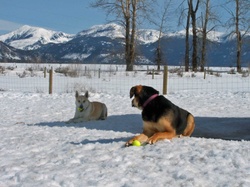 Buddy_and_cedar_with_tennis_balls