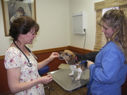 Widget_gets_her_cone_off_1