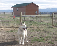 Cedar_in_back_paddock