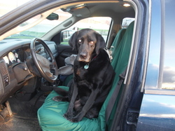 Evelyn_in_drivers_seat