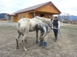 Luna_gets_her_feet_trimmed