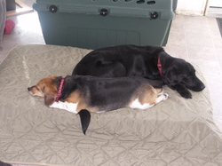 Widget_and_birdie_on_bed