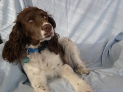 Cookie_for_blog Cookie_for_blog