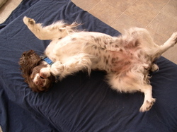 Cookie_rolling Cookie_rolling