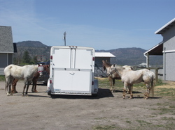 Trailer_and_horses