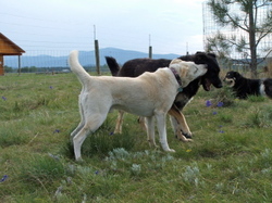 Travis_and_pepper_playing Travis_and_pepper_playing