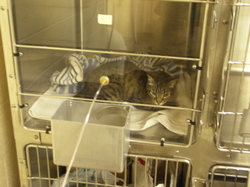 Wobbles_in_oxygen_tent