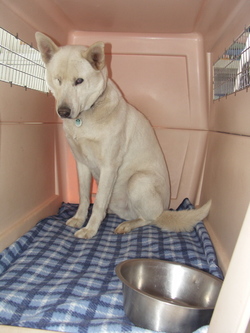 Dusty_in_crate_for_dinner