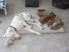 Claude_and_bailey Claude_and_bailey