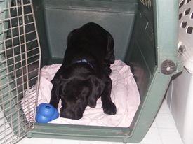 Luke_with_brain_food