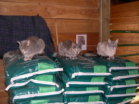 Barn_cats_on_feed_bags