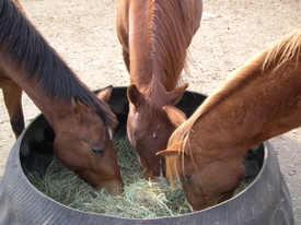 Three_heads_in_a_barrel