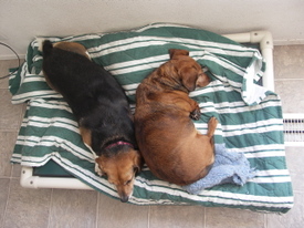 Widget_and_callie_asleep