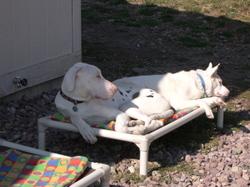 Claude_and_spinner_on_cot