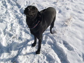 Cody_in_snow