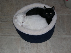 Mink_and_snowball_in_bed_oct_19