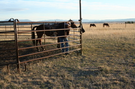 Nichole_saddling_nikki_2 Nichole_saddling_nikki_2
