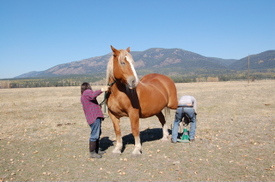 Rooster_gets_trimmed_october_12