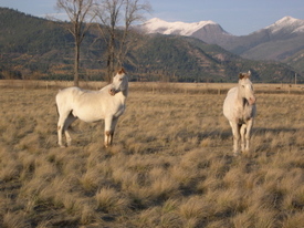 Shasta_and_blue_october_27