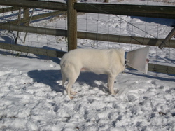 Spinner_with_cone_in_snow