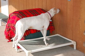 Tyler_with_nose_on_wall Tyler_with_nose_on_wall