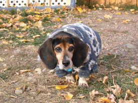 Willie_wearing_fleece