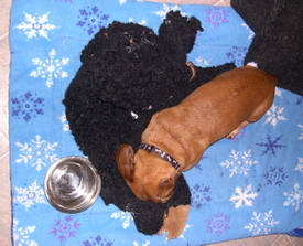 Bailey_with_head_in_bear