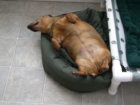 Callie_on_bed_nov_29