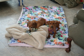 Bailey_and_daisy_on_bed