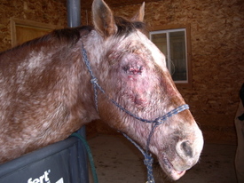 Hannah_after_surgery_1