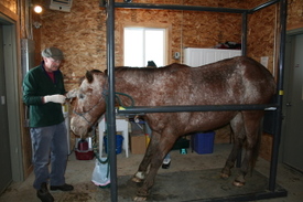 Hannah_in_horse_stock